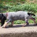 Chiot Basset Bleu de Gascogne de race – prix 750 €.