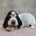 Chiot Basset Bleu de Gascogne de race – prix 750 €.