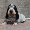 Basset Bleu de Gascogne disponible dans le Maine-et-Loire