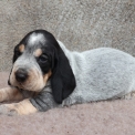 Basset Bleu de Gascogne disponible dans le Maine-et-Loire