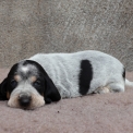 Chiot Basset Bleu de Gascogne de race  en région Pays de la Loire.