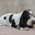 Basset Bleu de Gascogne disponible dans le Maine-et-Loire