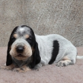 Chiot Basset Bleu de Gascogne de race – prix 750 €.