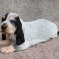 Chiot Basset Bleu de Gascogne de race – prix 850 €.