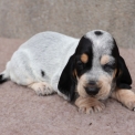 Chien Basset Bleu de Gascogne proposée par l’élevage des vallées longeronnaises.