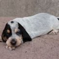 Chiot Basset Bleu de Gascogne de race  en région Pays de la Loire.
