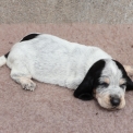 Chiot Basset Bleu de Gascogne de race  en région Pays de la Loire.