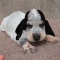 Basset Bleu de Gascogne disponible dans le Maine-et-Loire