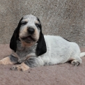 Chien Basset Bleu de Gascogne proposée par l’élevage des vallées longeronnaises.