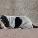 Chiot Basset Bleu de Gascogne de race  en région Pays de la Loire.