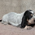 Chien Basset Bleu de Gascogne proposée par l’élevage des vallées longeronnaises.