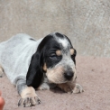 Chiot Basset Bleu de Gascogne de race – prix 850 €.