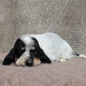 Basset Bleu de Gascogne disponible dans le Maine-et-Loire