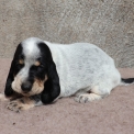 Chiot Basset Bleu de Gascogne de race  en région Pays de la Loire.
