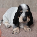 Chiot Basset Bleu de Gascogne de race – prix 850 €.