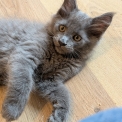 Chaton Maine Coon de race – prix 1200 €.