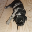 Bouledogue Français disponible dans les Hautes-Alpes