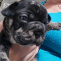 Bouledogue Français disponible dans les Hautes-Alpes