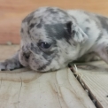 Bouledogue Français disponible dans les Hautes-Alpes