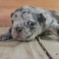 Chiot Bouledogue Français sans pedigree – prix 1600 €.
