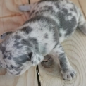 Chiot Bouledogue Français sans pedigree  en région Provence-Alpes-Côte d'Azur.