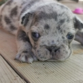 Bouledogue Français disponible dans les Hautes-Alpes