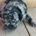 Chien Bouledogue Français proposée par l’élevage Laurie Guyon.