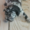 Bouledogue Français disponible dans les Hautes-Alpes