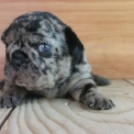 Chiot Bouledogue Français sans pedigree – prix 1600 €.