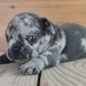 Chien Bouledogue Français proposé par l’élevage Laurie Guyon.