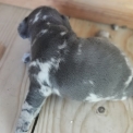 Chiot Bouledogue Français sans pedigree  en région Provence-Alpes-Côte d'Azur.