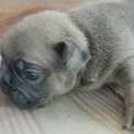 Bouledogue Français disponible dans les Hautes-Alpes