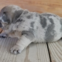 Chiot Bouledogue Français sans pedigree – prix 1500 €.
