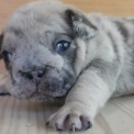 Chiot Bouledogue Français sans pedigree – prix 1500 €.