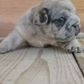 Chiot Bouledogue Français sans pedigree – prix 1500 €.