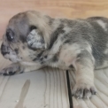 Bouledogue Français disponible dans les Hautes-Alpes