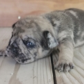 Bouledogue Français disponible dans les Hautes-Alpes