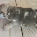 Chiot Bouledogue Français sans pedigree – prix 1800 €.