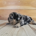 Chiot Bouledogue Français sans pedigree  en région Provence-Alpes-Côte d'Azur.