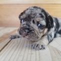 Chiot Bouledogue Français sans pedigree – prix 2000 €.