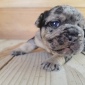 Chien Bouledogue Français proposée par l’élevage Laurie Guyon.