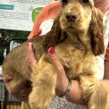 Chiot Cocker Anglais Spaniel sans pedigree  en région Bourgogne-Franche-Comté.