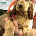 Chiot Cocker Anglais Spaniel sans pedigree  en région Bourgogne-Franche-Comté.