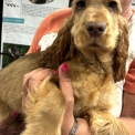 Chiot Cocker Anglais Spaniel sans pedigree – prix 1500 €.