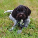 Chiot d'apparence de race Braque Allemand  poil dur  adopter.