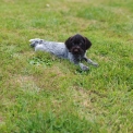 Chiot d'apparence de race Braque Allemand  poil dur  adopter.