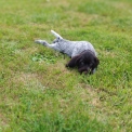 Chien Braque Allemand à poil dur proposée par l’élevage Le Domaine du Clos d'Estely.