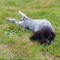 Chien Braque Allemand à poil dur proposée par l’élevage Le Domaine du Clos d'Estely.