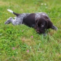 Chiot d'apparence de race Braque Allemand  poil dur  adopter.
