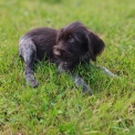 Chiot Braque Allemand  poil dur  vendre au prix de 760  vaccin et identifi.